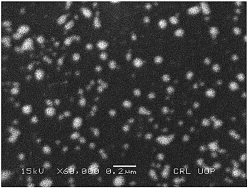 Figure 3 
                  SEM photograph of AgNPs at 0.2 micron.
               