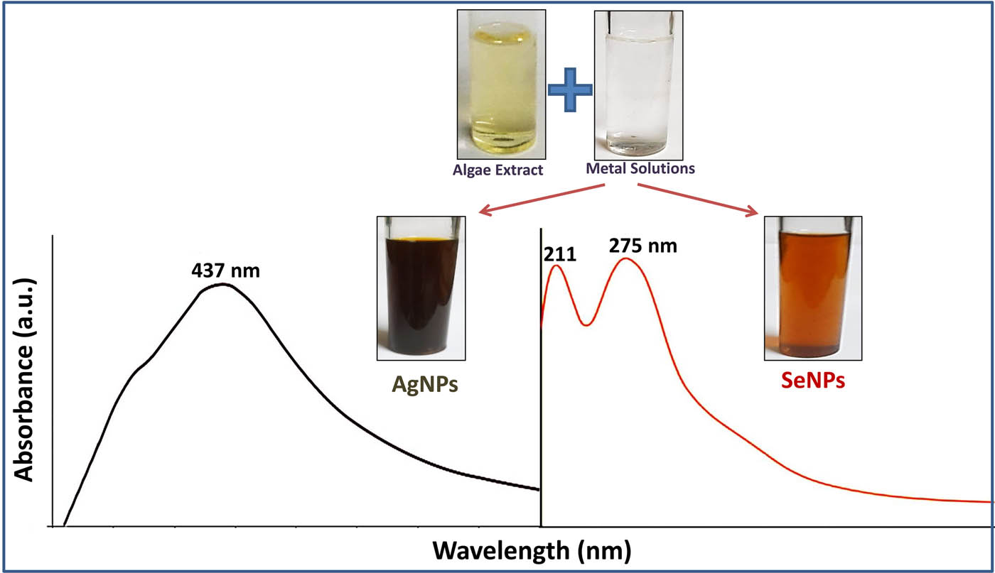 Figure 3 
                  The visual appearance and UV-Vis spectra of Corallina officinalis extract-mediated nanometals (AgNPs and SeNPs).
               