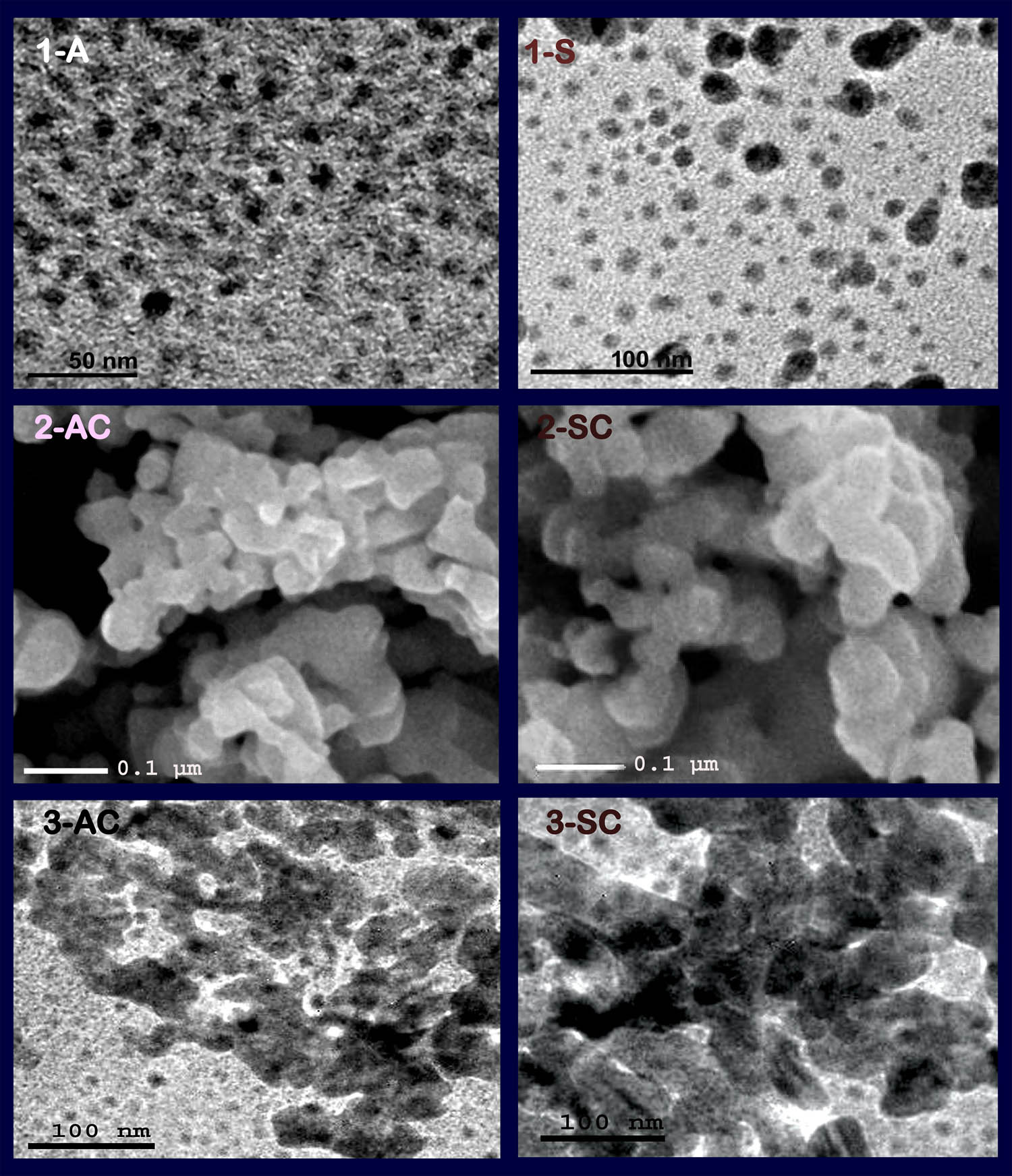 Figure 4 
                  Electron microscopy imaging of synthesized nanomaterials/nanocomposites, including TEM images of plain AgNPs (1-A) and SeNPs (1-S), the SEM imaging of NCht/CoE/AgNPs (2-AC) and NCht/CoE/SeNPs (2-SC) nanocomposites, and the TEM images of the nanocomposites (3-AC and 3-SC, respectively).
               