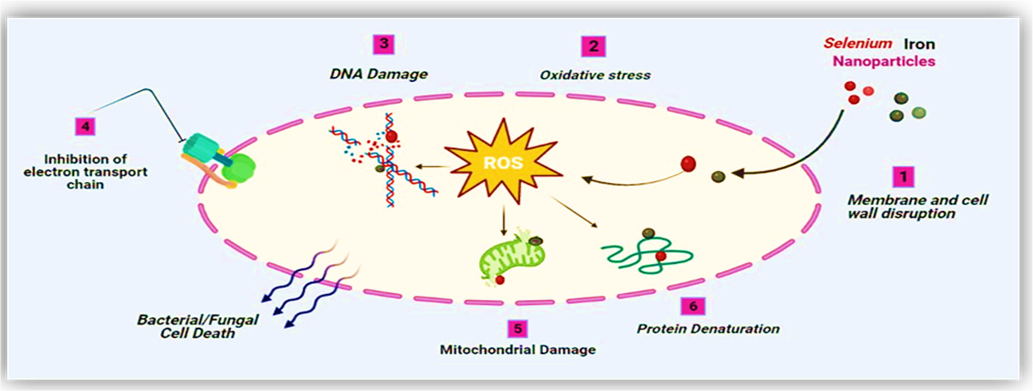 Figure 11 
                     Antimicrobial mechanism of NPs.
                  