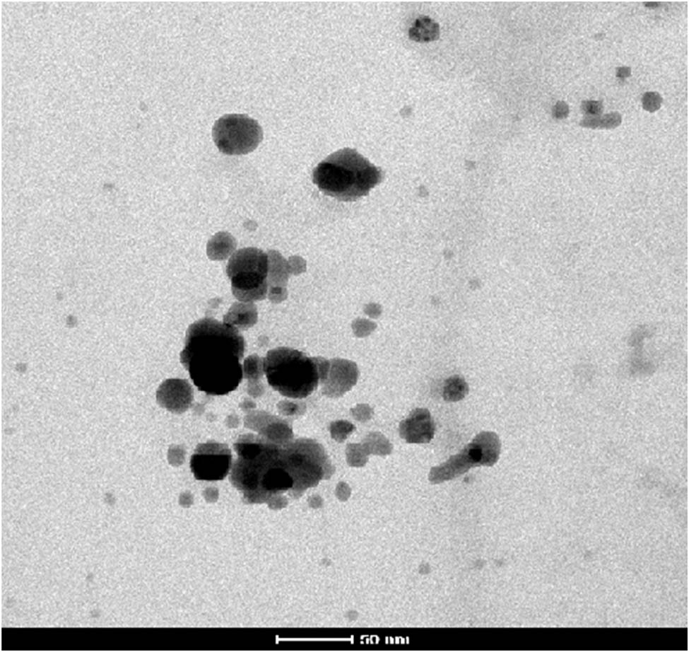 Figure 3 
                  TEM images of AgNPs synthesized from dried leaves of T. wallichiana.
               