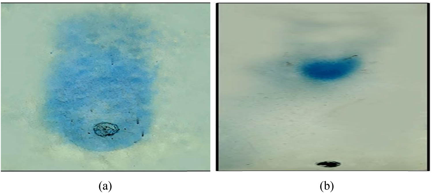 Figure 7 
                     The TLC-DPPH assay of T. wallichiana AgNPs after spraying DPPH: (a) Taxus leaf extract after DPPH spray show retention factor of 0.65 and (b) AgNPs with Taxus after DPPH spray show retention factor of 0.33.
                  