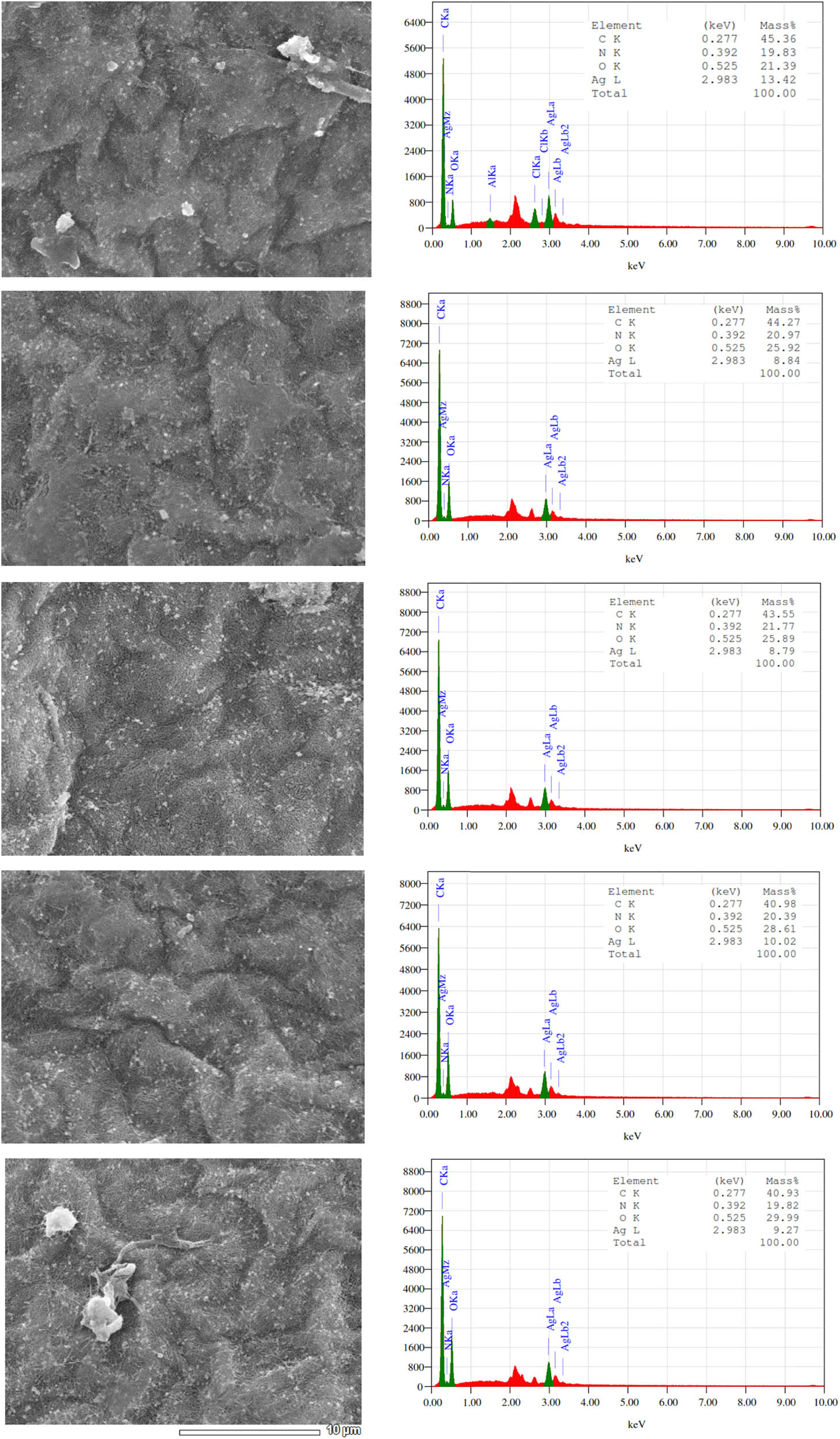 Figure 7 
                  Various selected areas for EDX analysis of BC/AgNPs-H sample.
               
