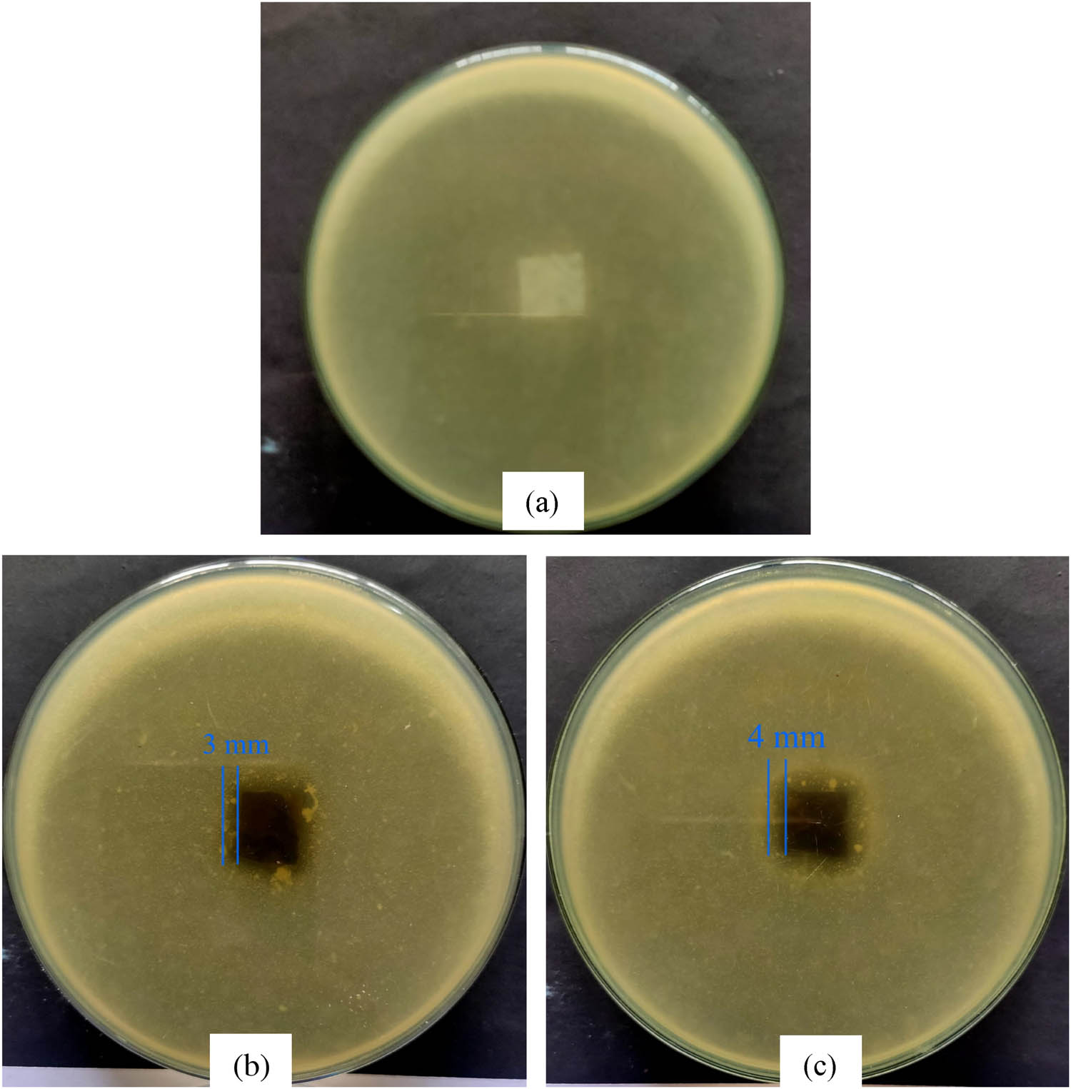 Figure 10 
                  Antimicrobial activity of (a) BC, (b) BC/AgNPs-A, (c) BC/AgNPs-H against S. aureus.
               