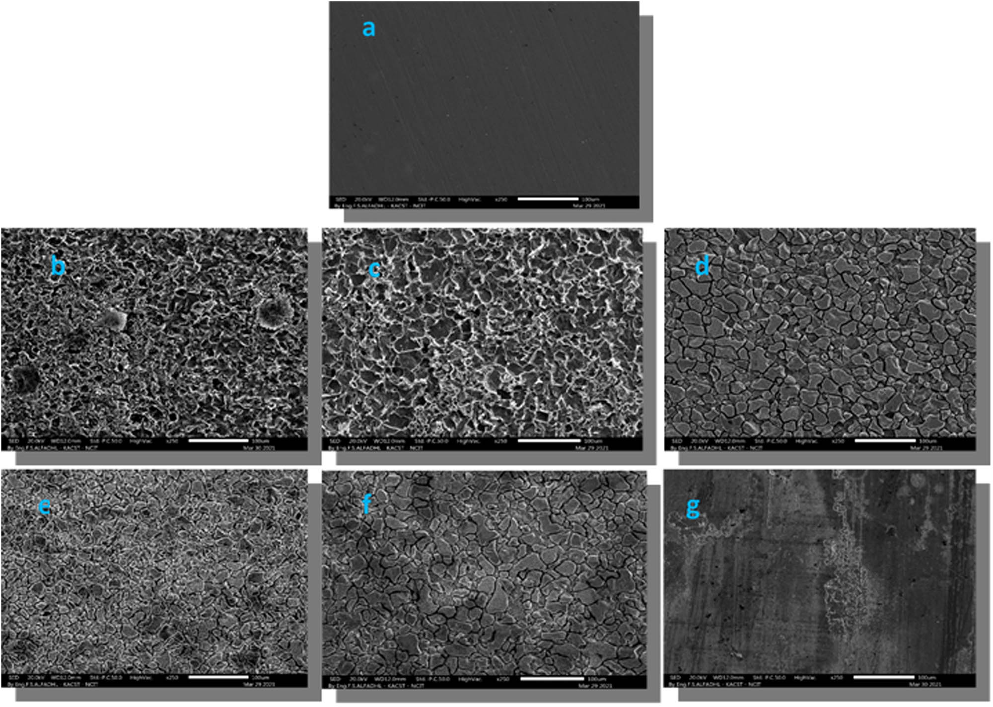 Figure 11 
                     SEM images taken after 10 days of incubation in an acidic solution, except for (a) which shows polished carbon steel before corrosion, (b) blank, (c) ZnO-BAC (3:1), (d) ZnO-BAC (1:1), (e) ZnO-BAC (1:3), (f) BAC, and (g) CP20.
                  