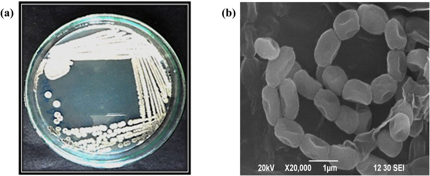 Teaser image from the article