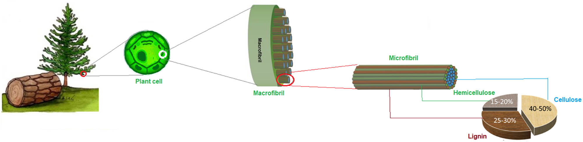 Figure 2 
               Typical biomass composition.
            