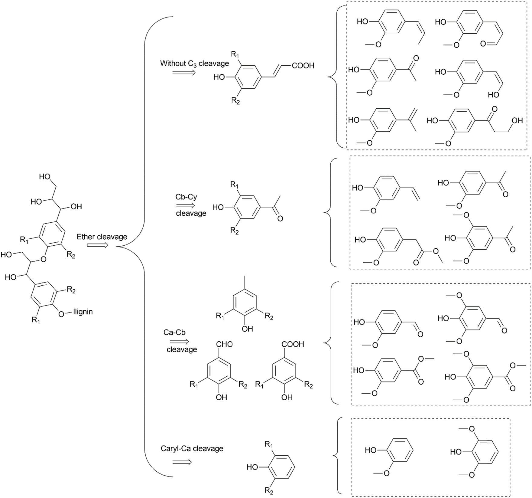 Scheme 2 
                  Lignin depolymerisation into aromatic products via the cleavage of ether and C–C bonds.
               