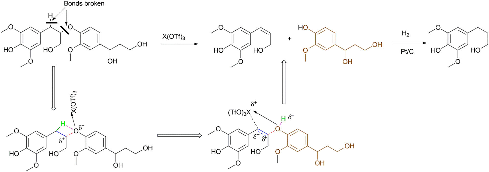 Scheme 9 
                  Mechanism of lignin depolymerisation using triflate-assisted β–O–4 bond cleavage.
               
