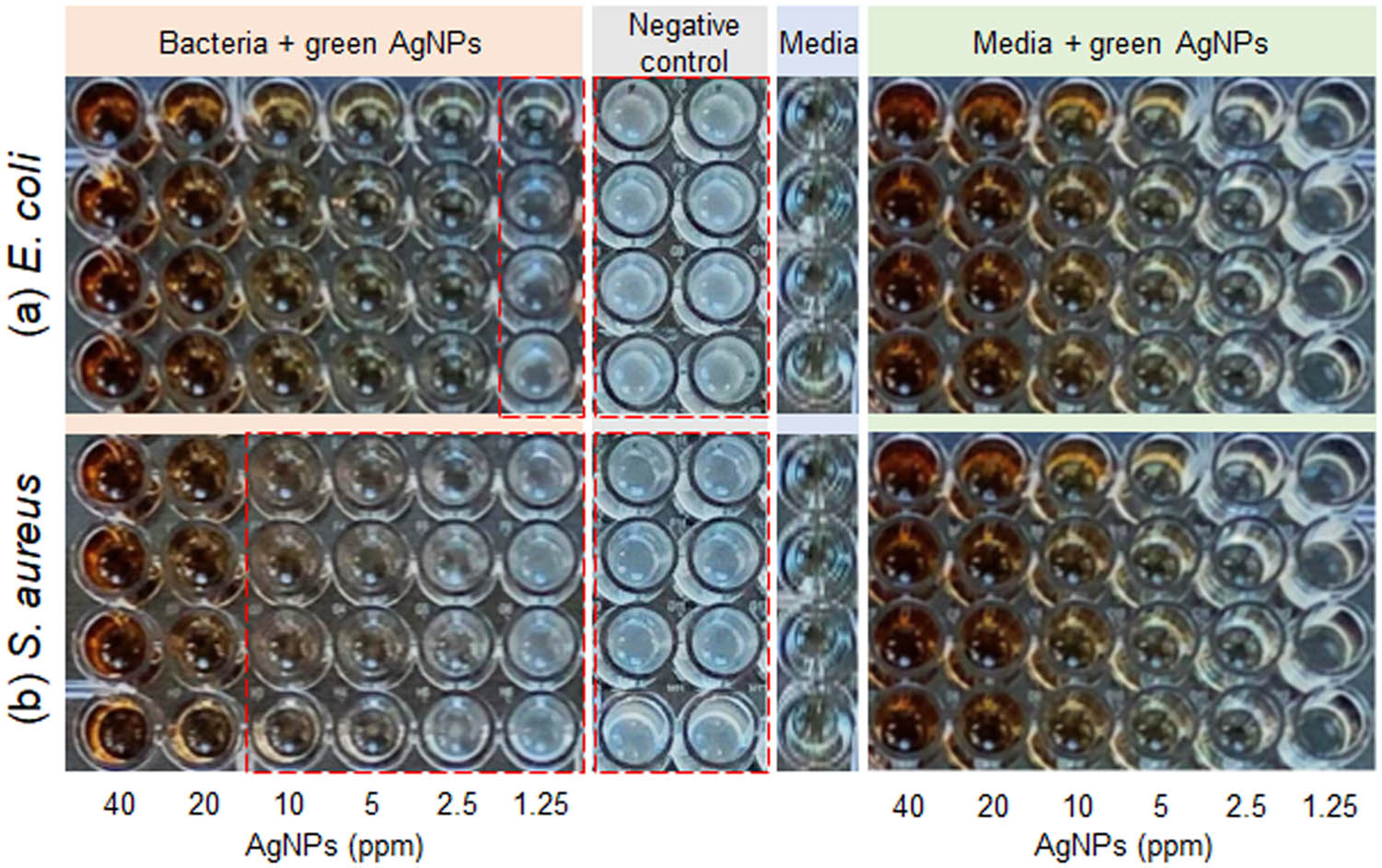 Figure 4
MIC tests for (a) E. coli and (b) S. aureus at AgNP concentrations ranging from 1.25 to 40 ppm over 24 h.