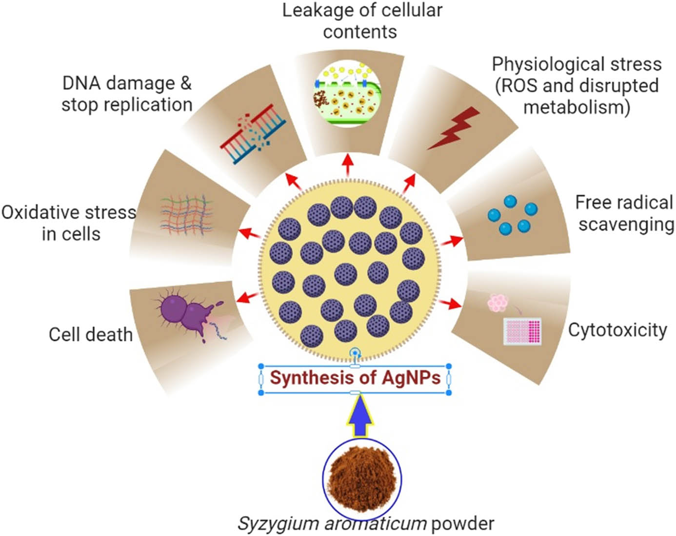 Figure 6
Possible antibacterial, antifungal, and cytotoxic effects of Sa-AgNPs.