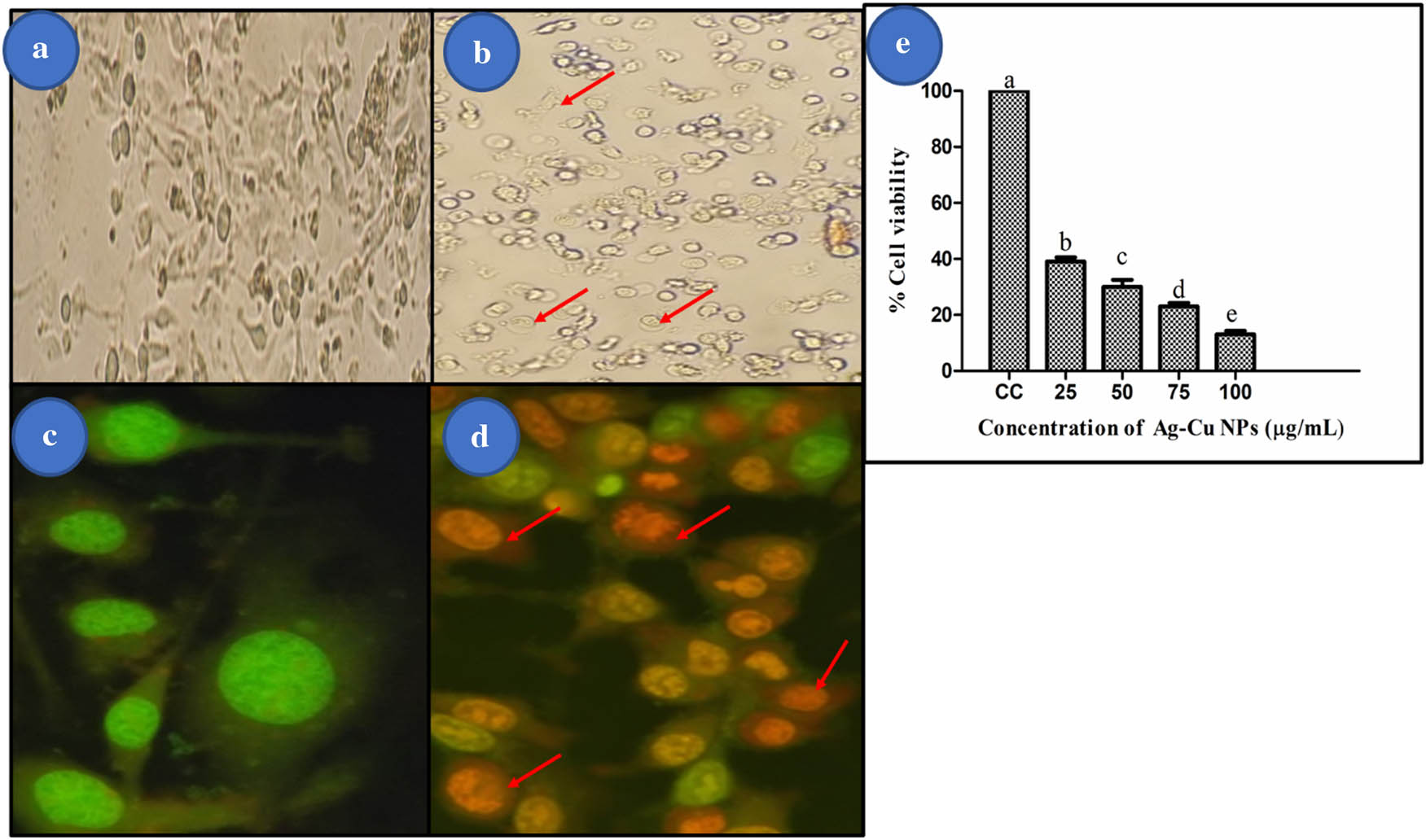 Figure 9
Morphological sign of apoptosis by AO/EB dual staining. (a) Untreated cells (control); (b) cells exposed to synthesized Ag–Cu NPs of L. inermis show unchanged morphology; (c) untreated cells (control) appear to be systematically green with a normal framework; and (d) cells treated (100 µg·mL−1) with Ag–Cu NPs displays apoptotic bodies and disorganized nuclei (400× magnification). (e) The percentage of living cells among MDA-MB-231 human breast cancer cells, as well as apoptotic and necrotic cells, after 24 h of treatment with synthesized Ag–Cu NPs from L. inermis.