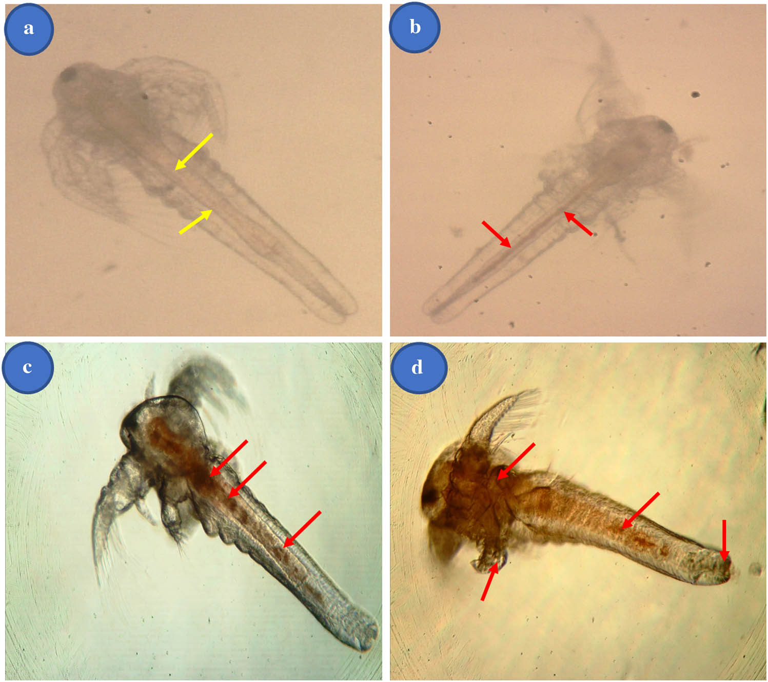 Figure 10
Visible abnormalities in Artemia nauplii exposed to various Ag–Cu NP amounts. (a) A. nauplii in the control was not subjected to any NP effect. (b) Treatment of 2 mg·L−1 of NPS did not alter morphological features. NPs (6 mg·L−1) exposed nauplii had altered eyeball form (c), lost eye pigment, and had fading eyes, whereas the typical eye is rounded and black (control). (d) A. nauplii was occasionally observed using a stereomicroscope (10 mg·L−1) (Labomed at 40×). Note: The yellow arrow indicates no accumulation of NPs, and the red arrow indicates the accumulation of NPs in A. nauplii’s intestine.