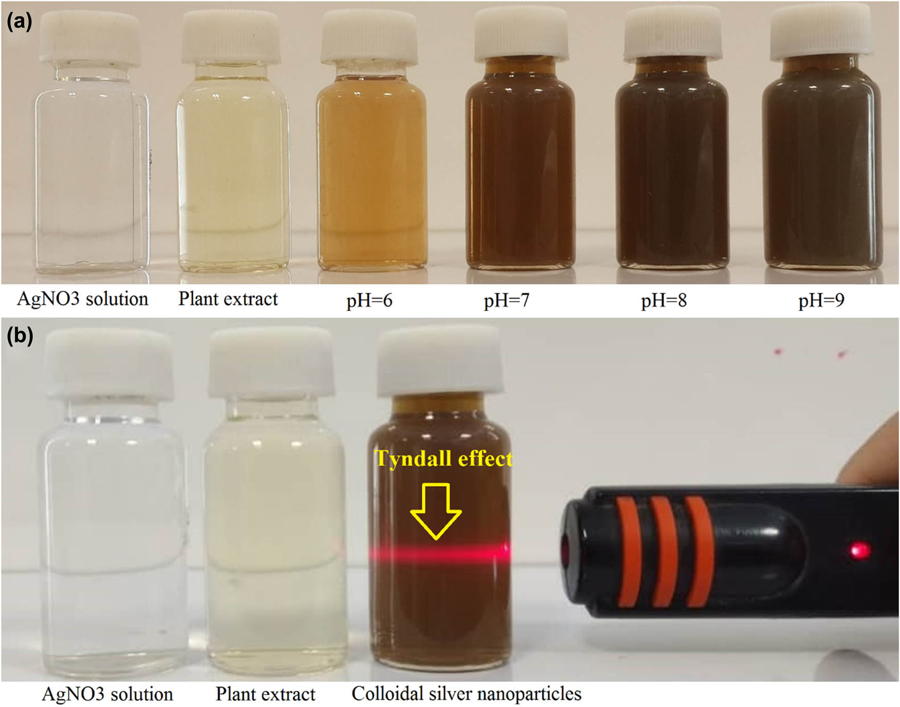 Figure 2 
                  (a) The color alteration from pale yellow to dark brown following the phytofabrication of AgNPs in different pH values. (b) The Tyndall effect was observed in the prepared phytofabricated colloidal AgNPs, while no Tyndall effect was seen in the aqueous seed extract and aqueous AgNO3 solution.
               