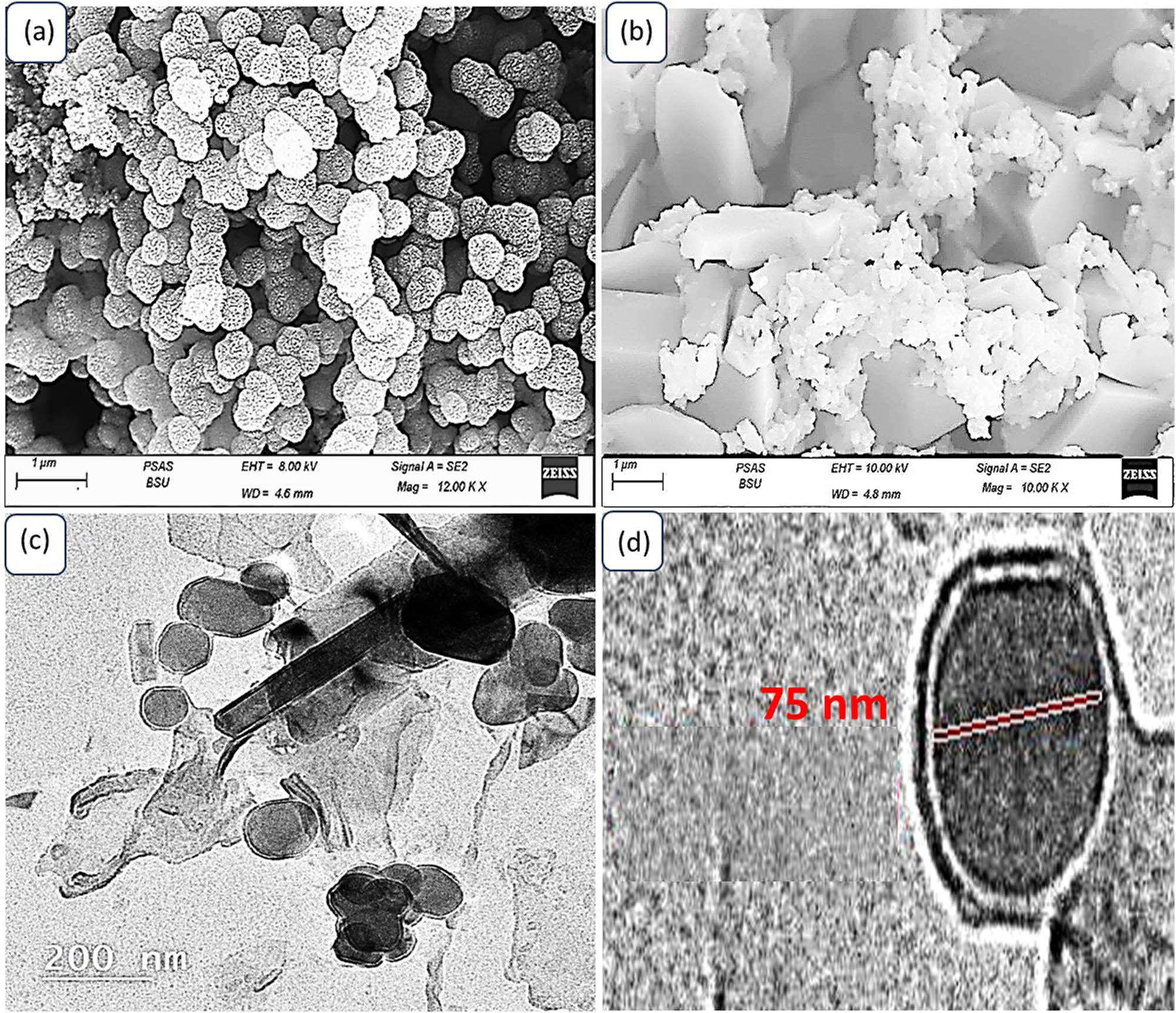Figure 3
Morphology and topography of the synthesized nanomaterials: (a) SEM of P1HP, (b) SEM of MoS3–MoO3/P1HP, and (c and d) TEM of this nanocomposite.