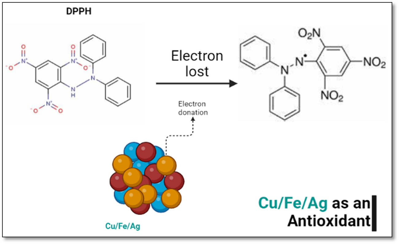 Figure 6 
                  Mechanism of antioxidant activity.
               