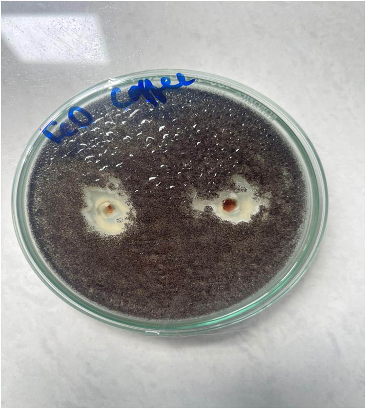 Figure 6 
                  Antifungal activity of A. niger in the presence of FeO NPs prepared from CS extract.
               