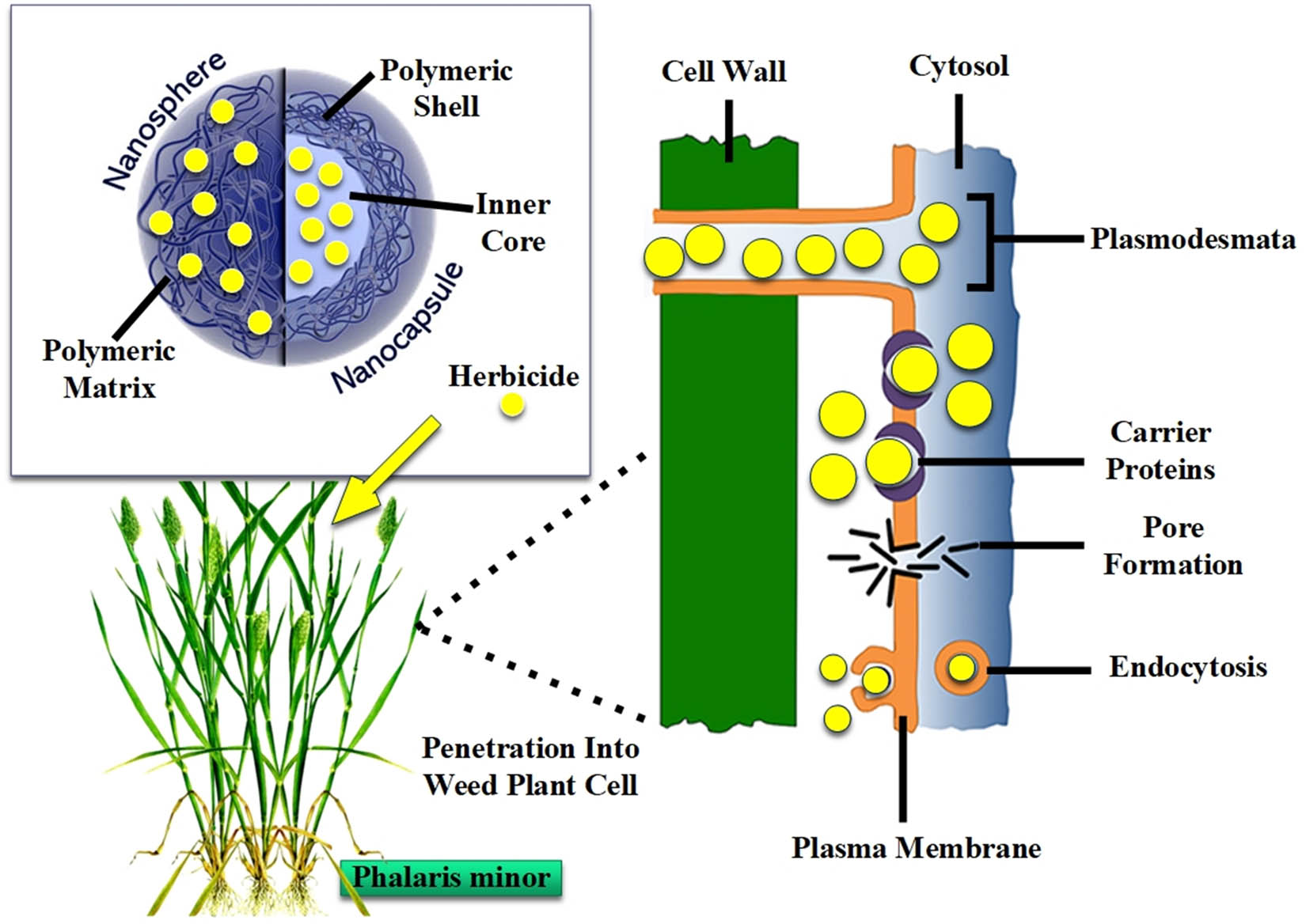 Figure 2 
               Morphology of a polymeric nanoherbicide and schematic illustration of its penetration into weed’s plant cell.
            