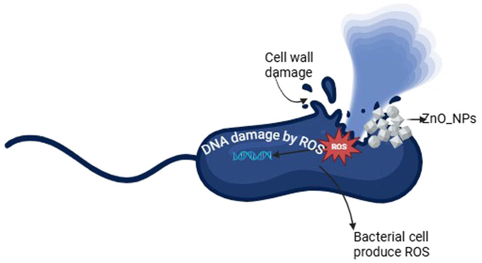 Figure 5 
                  ZnO-NPs activity mechanism. The mechanism of ZnO-NPs on CRKP cell. It is represented by ZnO-NPs when generating ROS, which can cause oxidative stress in bacterial cells. ROS damage nucleic acids and proteins, leading to bacterial cell death. ZnO-NPs adhere to bacterial cell membranes and disrupt their integrity. This interaction can lead to membrane damage and cell death.
               