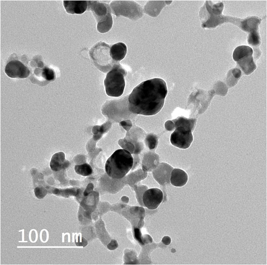 Figure 3
TEM image of Ag NPs produced by B. variegate extract.