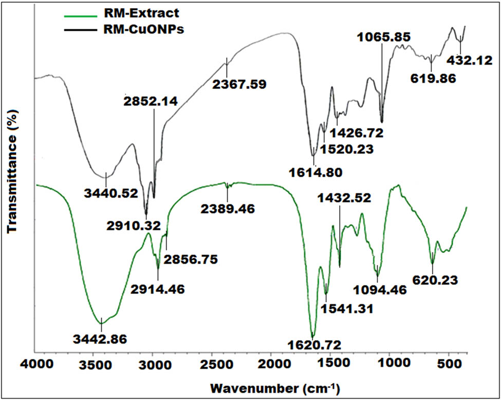 Figure 3 
                  FTIR spectra of R. microphylla extract and biosynthesized RM-CuONPs.
               