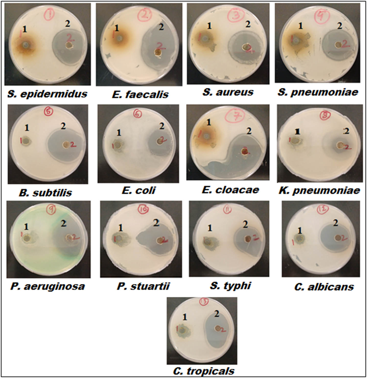 Figure 5 
                  Well diffusion assay demonstrating the antibacterial activity of 1 – RM-extract and 2 – RM-CuONPs against 13 different microbial strains.
               