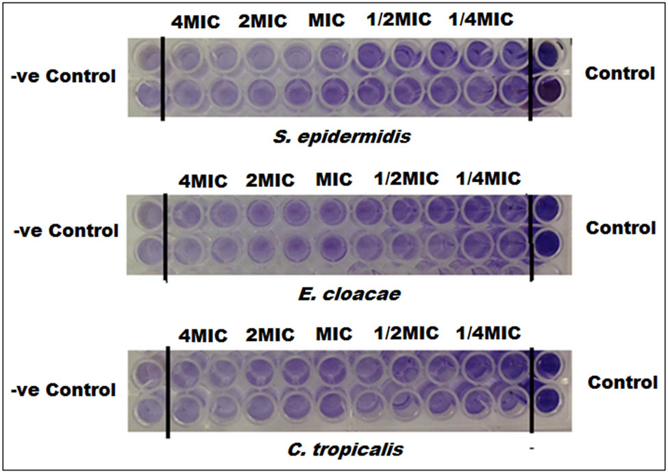 Figure 7 
                  Microtiter plates demonstrating the anti-biofilm activity of RM-extract and RM-CuONPs.
               