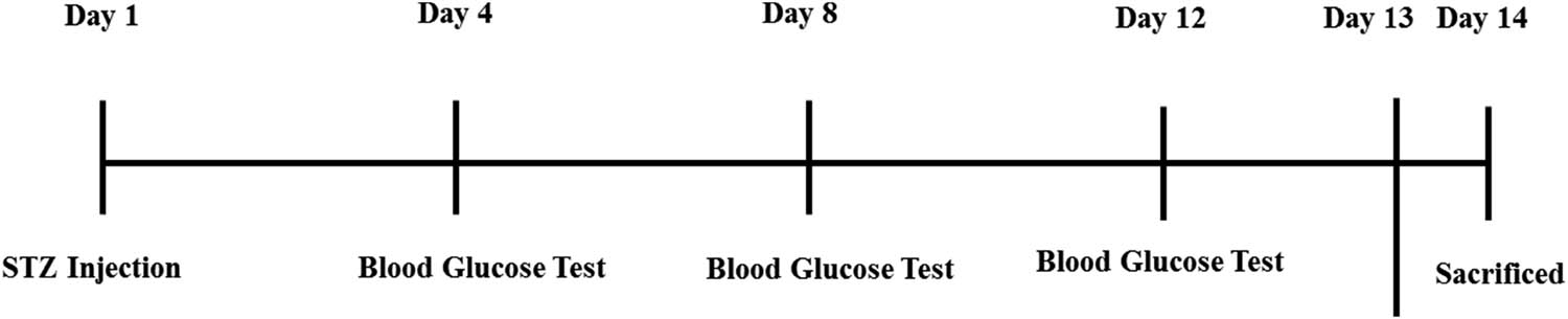 Figure 1 
                     Injection details of STZ and random blood glucose test sequence.
                  