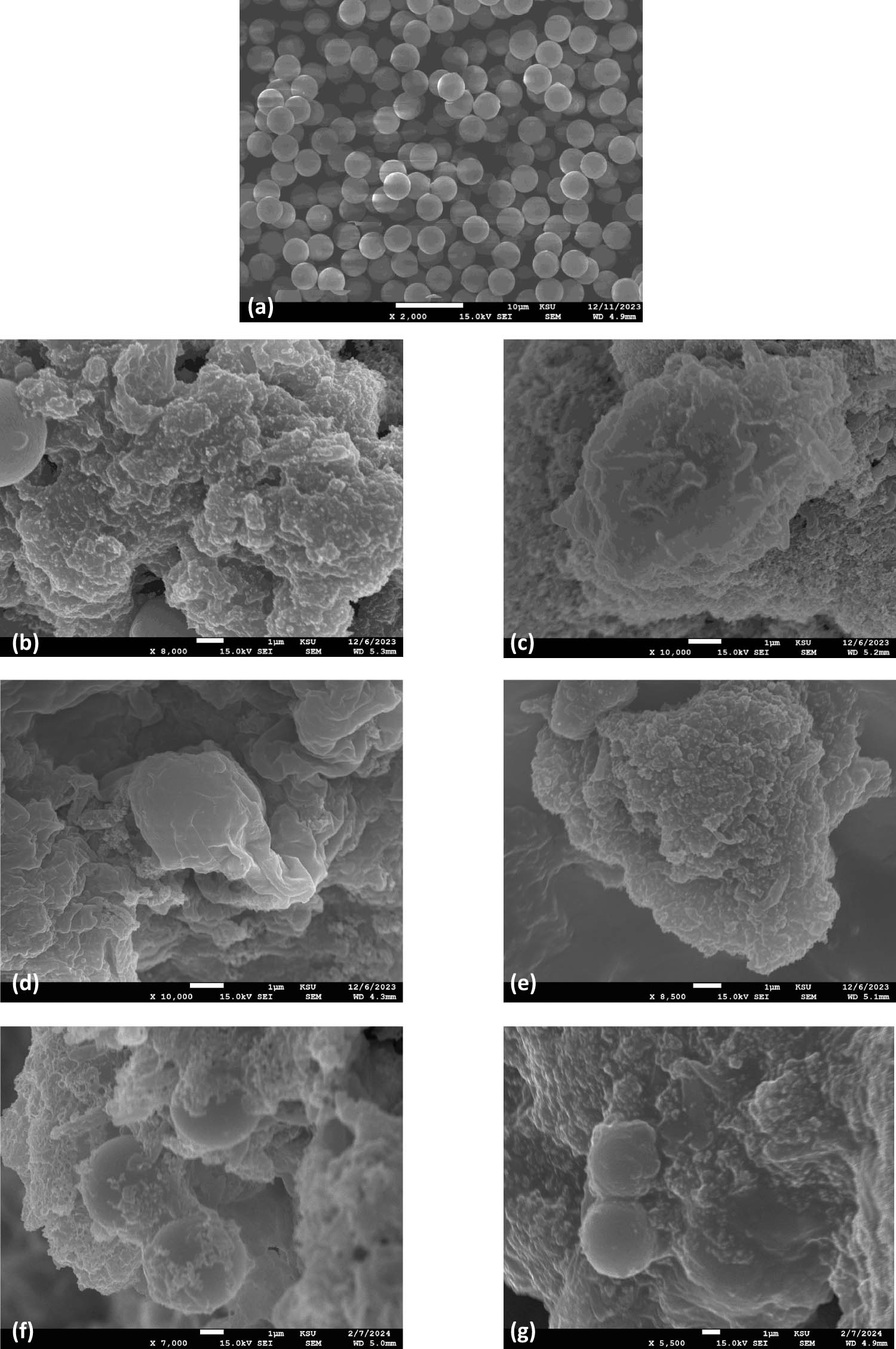 Figure 8
SEM micrographs of PS-MP samples (a) PS (control, pristine), (b) PS + BS (untreated inoculated with B. subtilis) in the first week and (c) fourth week, (d) PT + BS (temperature treated PS and inoculated with B. subtilis) in the first week and (e) fourth week, (f) PUV + BS (UV treated PS and inoculated with B. subtilis) in the first week and (g) fourth week.
