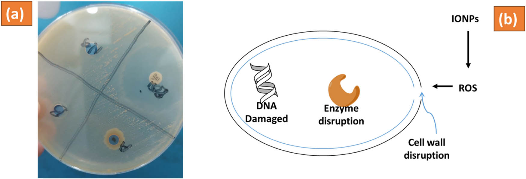 Figure 8 
                     Antibacterial activity assessment of IONPs (a) and mechanistic diagram (b) of E. milii IONPs against S. aureus.
                     
                  