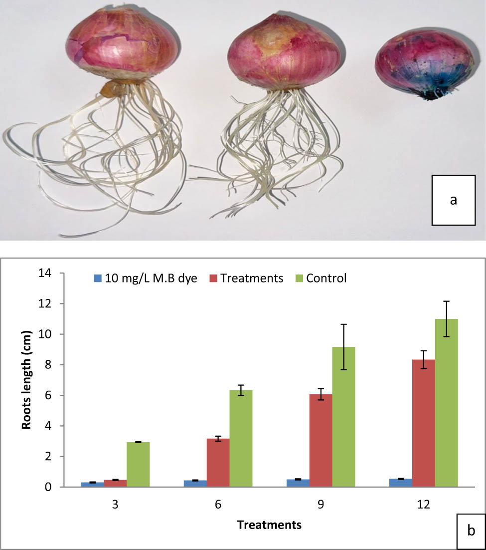 Figure 14
(a) and (b) Effect of dye and decolorization on onion root length (cm).