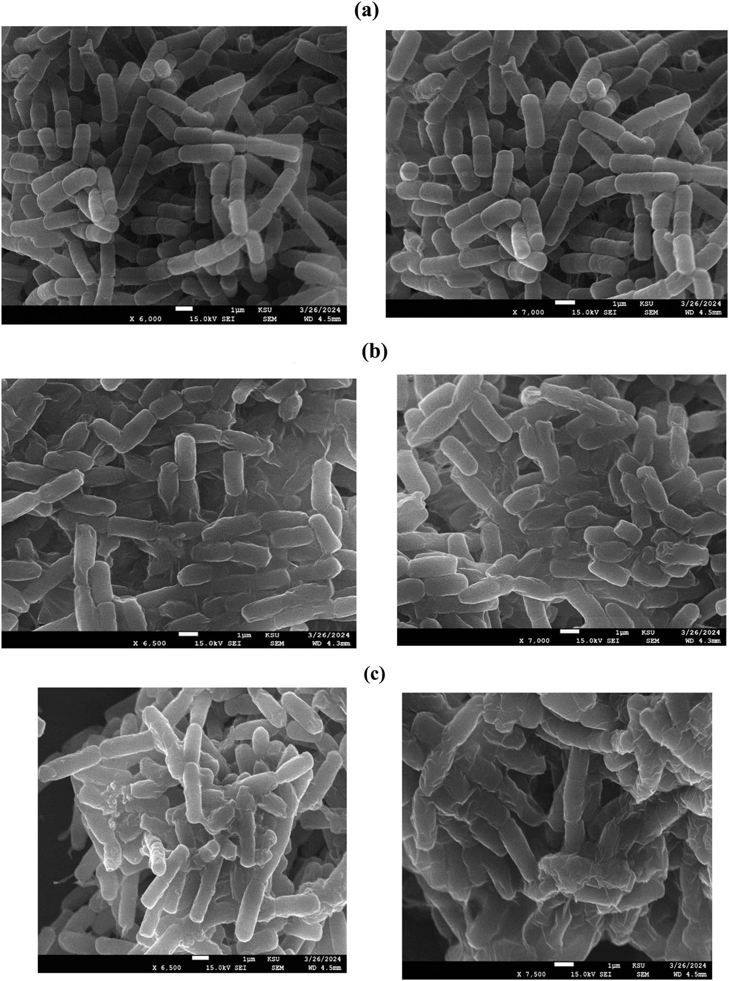 Figure 3
SEM micrograph showing the K. pneumoniae cells treated with 10 μg·mL−1 AgNPs: (a) control; (b) AgCL treated; and (c) AgCS treated.