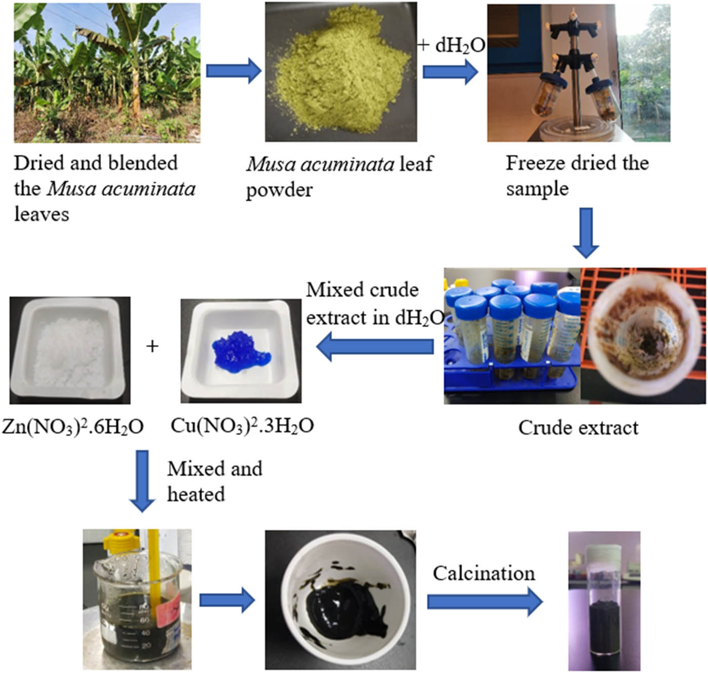 Figure 1 
                  Workflow for green synthesis of CuO/ZnO NCs using aqueous extract of M. acuminata (banana) leaves.
               