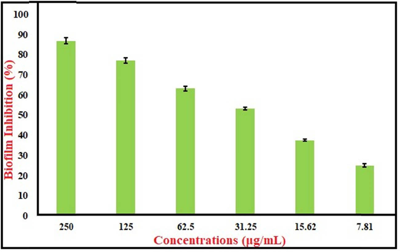 Figure 8 
                  Antibiofilm activity of trimetallic TiO2–MgO–Au NPs.
               