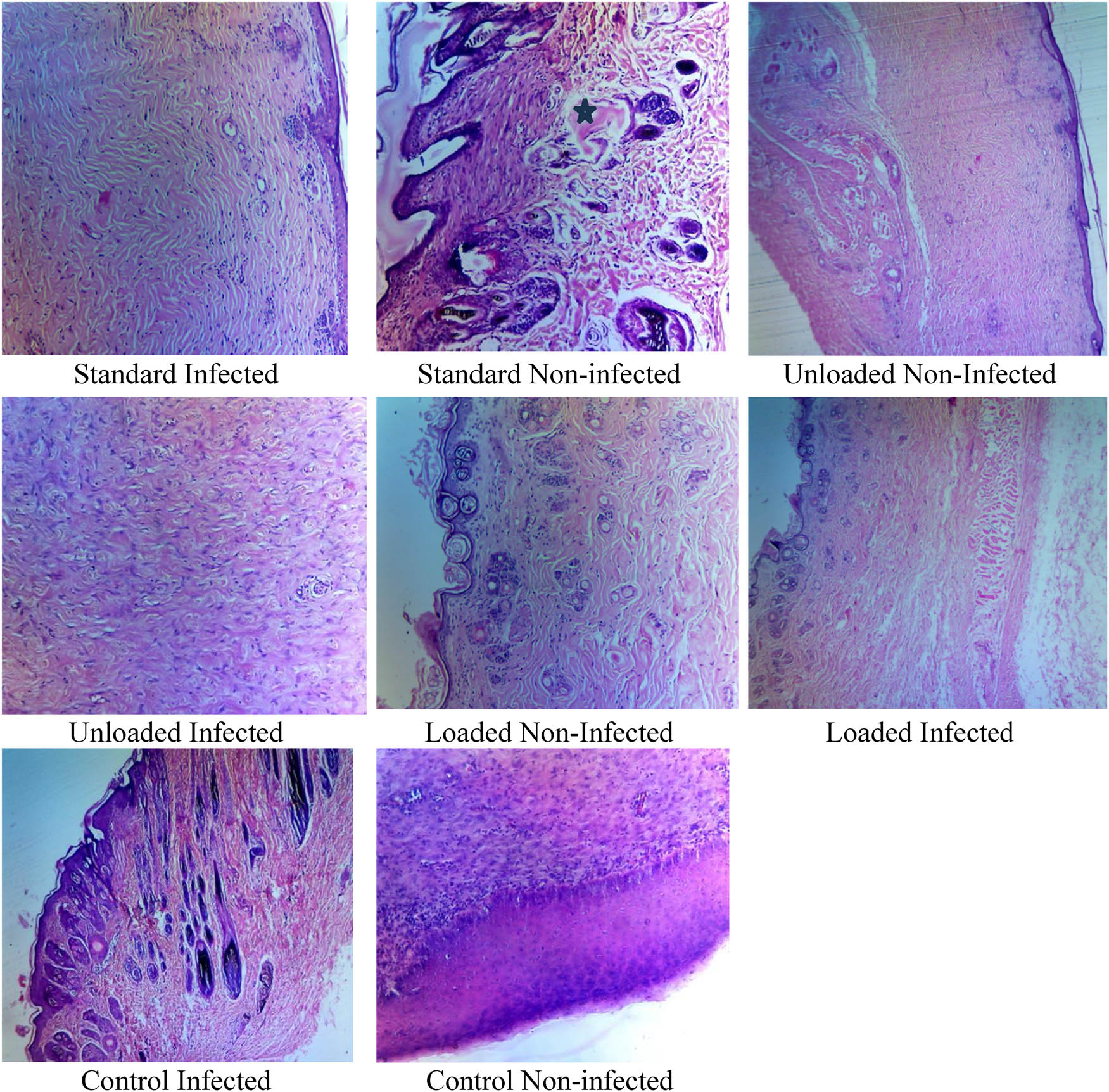 Figure 10 
                     Histopathological investigations of healed tissues.
                  