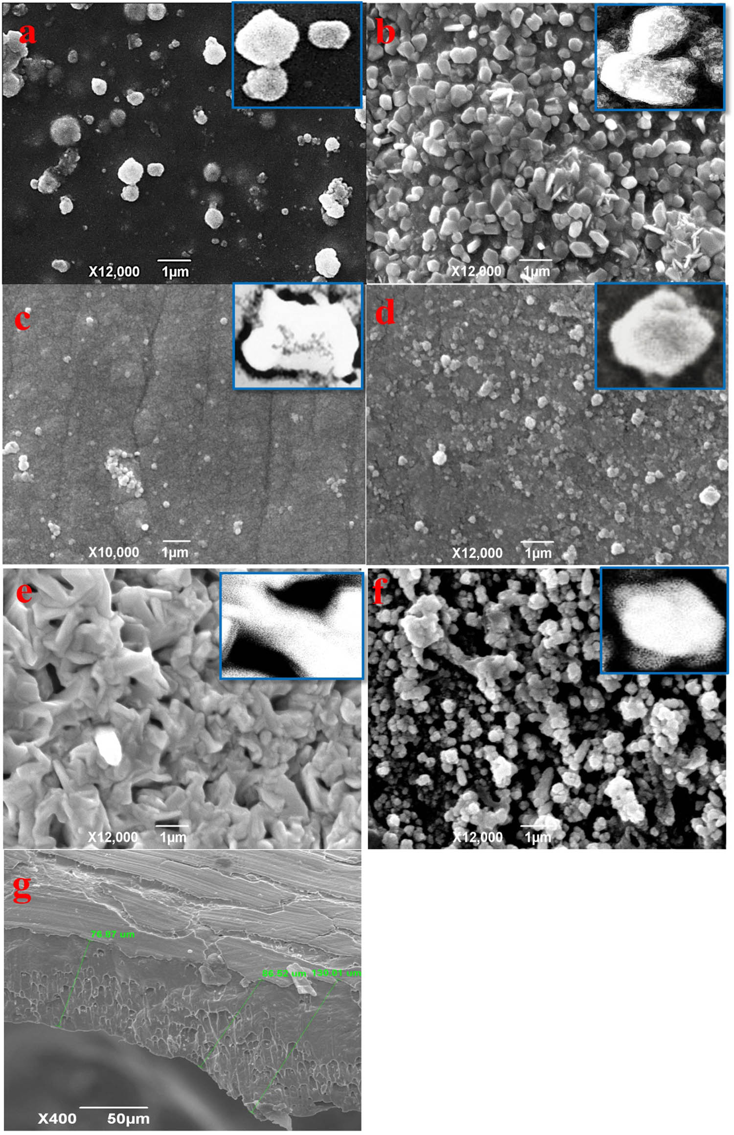Figure 3
SEM images of Cu–Fe–Ni–Zn–O alloys: (a) Alloy i, (b) Alloy ii, (c) Alloy iii, (d) Alloy iv, (e) Alloy v, (f) the corresponding alloy oxide, and (g) cross-sectional view of Alloy V.