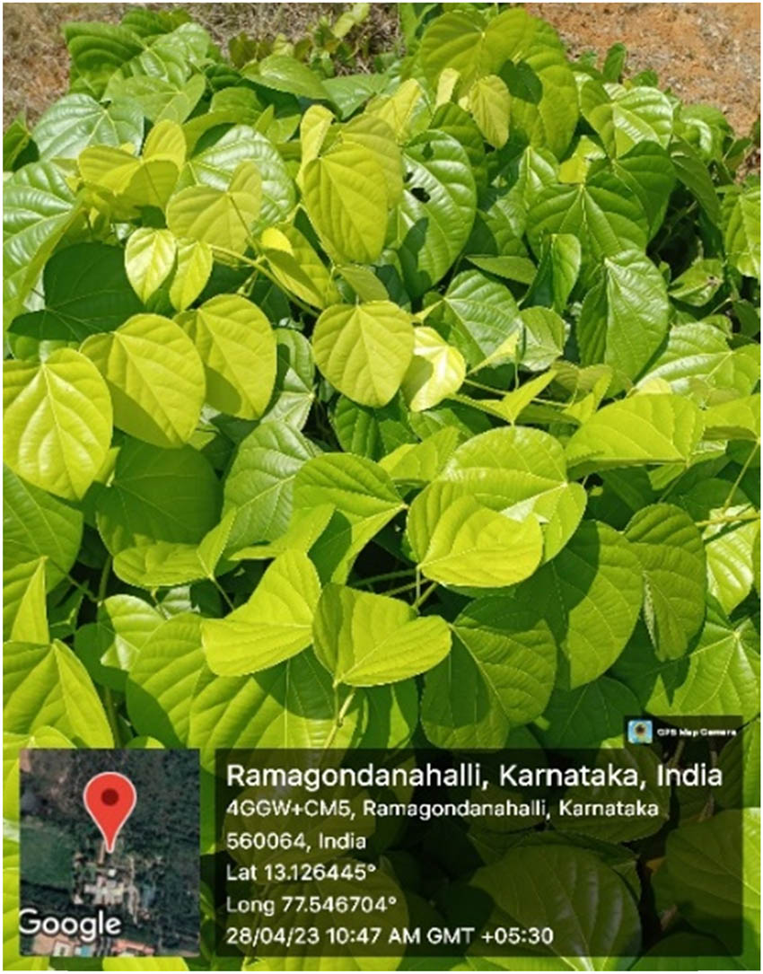 Teaser image from the article