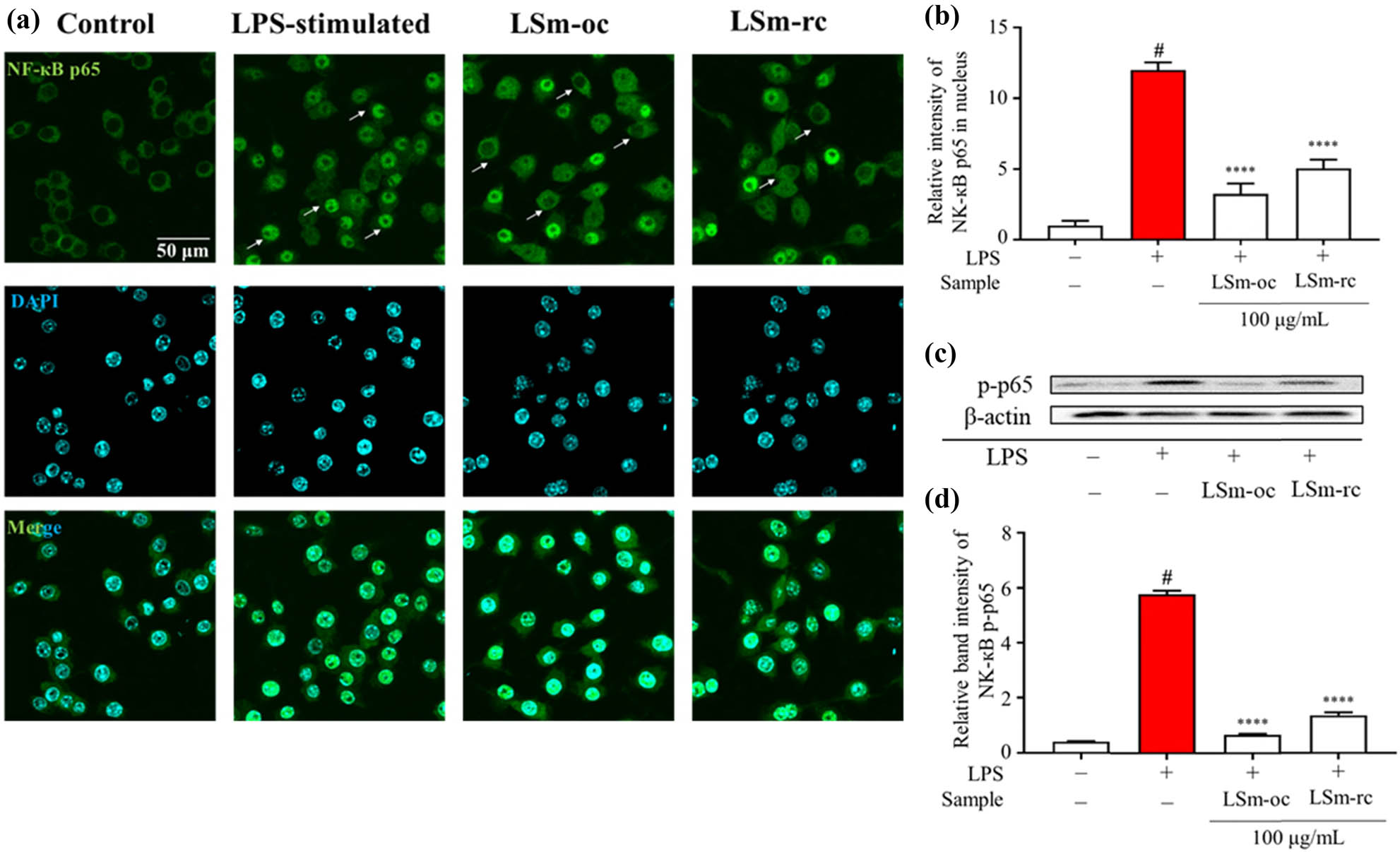 Figure 7 
                     Inhibition of LSm-oc and LSm-rc on NF-кB p65 signaling pathway during LPS-activated RAW264.7 macrophages. (a) Immunology fluorescein-staining observation of NF-кB p65 subunit translocation; (b) nucleus fluorescent intensity was analyzed using MetaMorph software (n = 30); and (c) expression of phosphorylated-p65 following 100 µg·mL−1 of both extracts was analyzed by Western blot (n = 3). One-way ANOVA with Sidak’s multiple comparison test was applied for statistical analysis. Data were expressed as the mean ± SD; #
                        p < 0.05 vs control without LPS; ****p < 0.0001 vs LPS group.