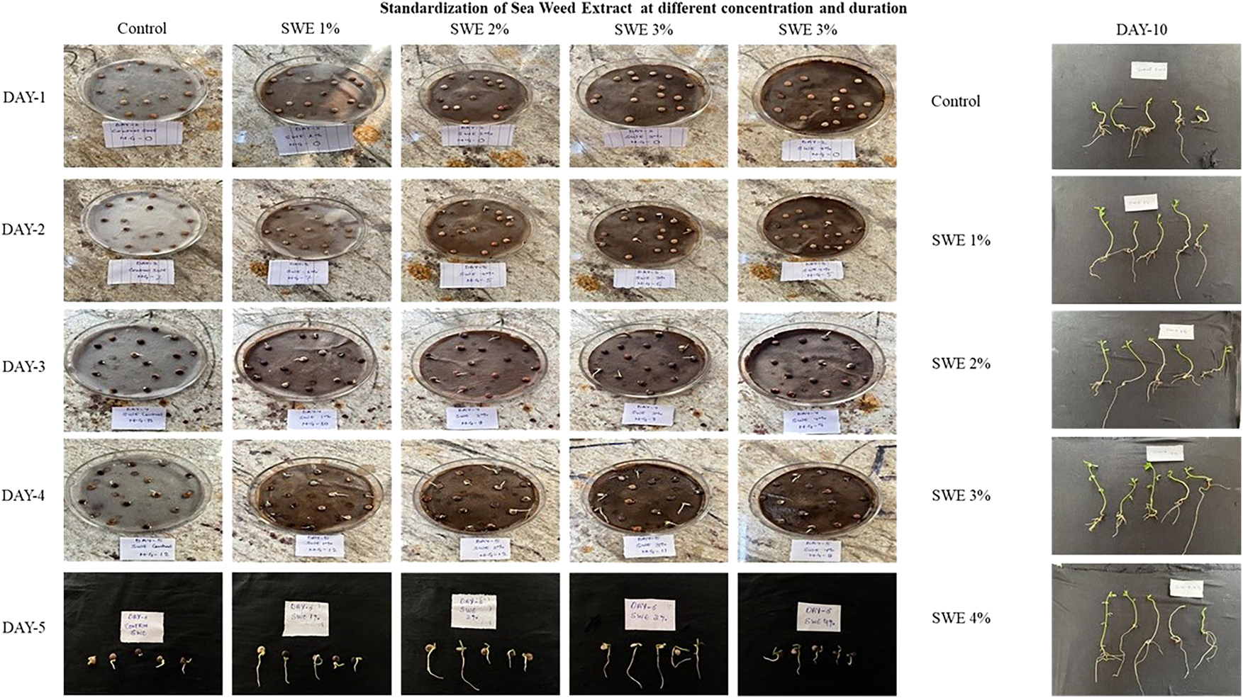 Figure 5: 
Visualization of seedlings at first and final counts after treatment with different concentrations of SWE.
