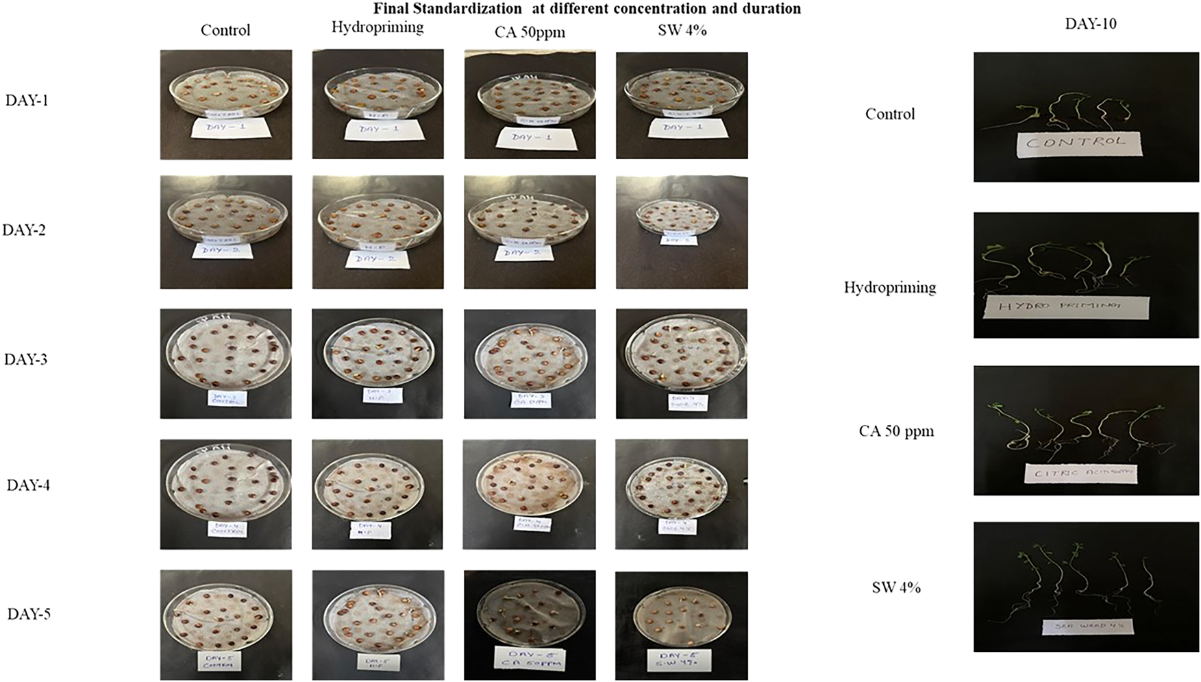 Figure 7: 
Visualization of seedlings at first and final counts after standardisation with different treatments.
