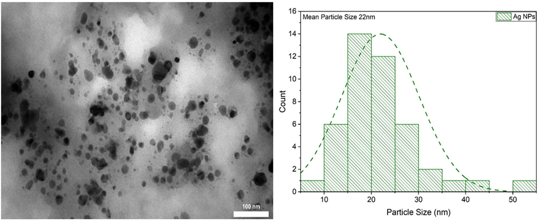 Figure 4
TEM and particle distribution size for the synthesized AgNPs.