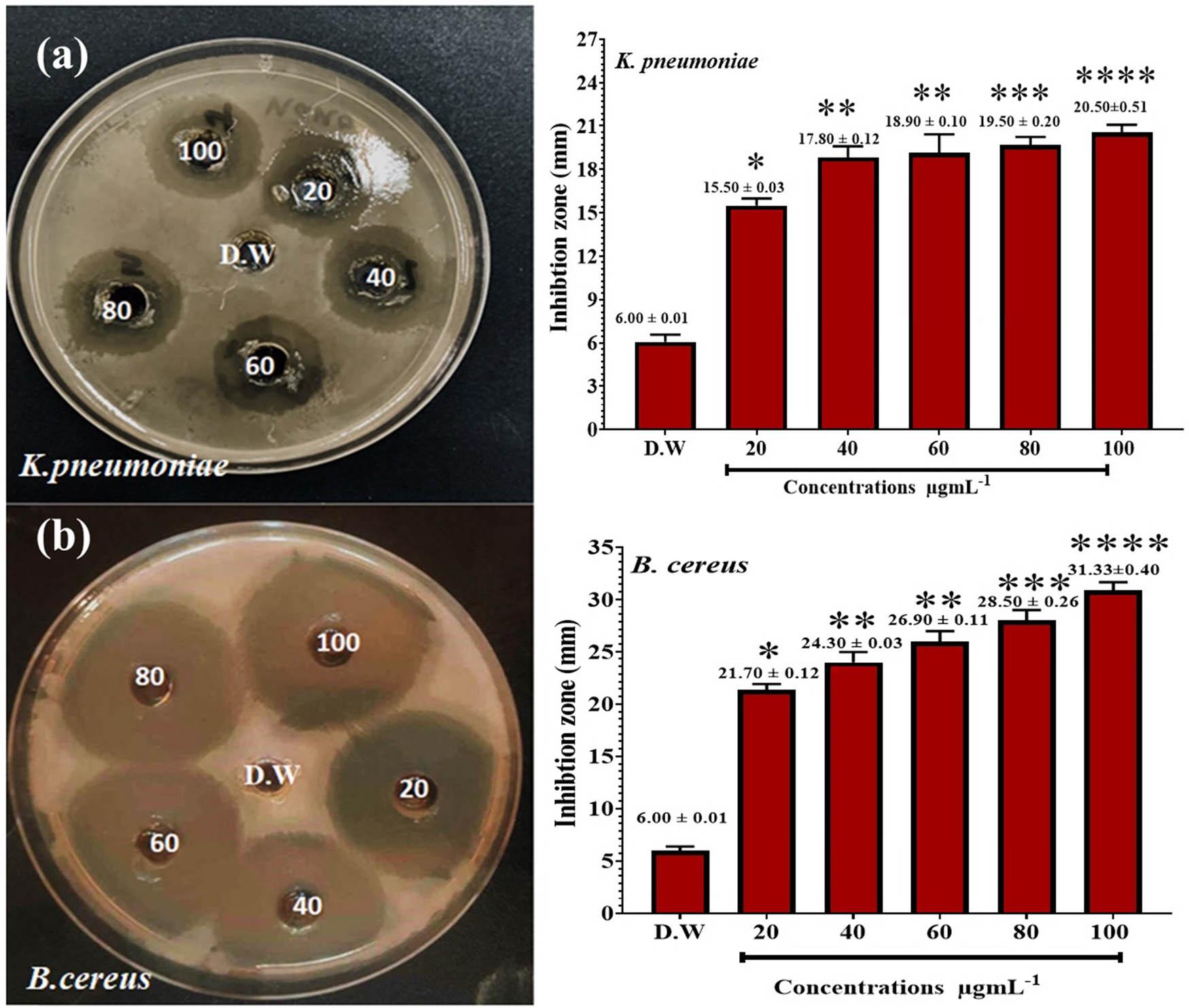 Figure 8
Antibacterial action of AgNPs against (a) K. pneumonia and (b) B. cereus. Deionized distilled water (D.W.) was used as a negative control. *P ≤ 0.05, **P ≤ 0.01, ***P ≤ 0.001, and ****P ≤ 0.0001.