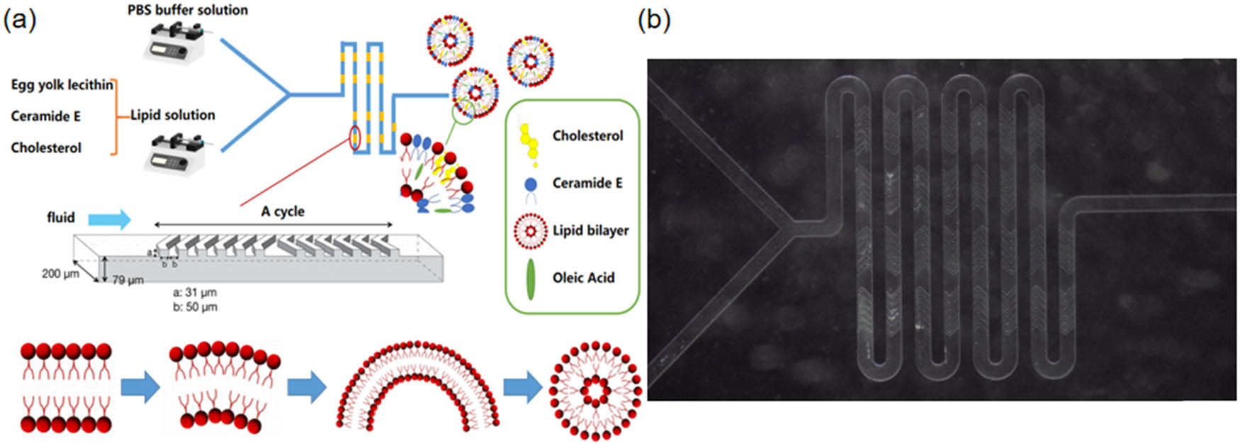 Teaser image from the article