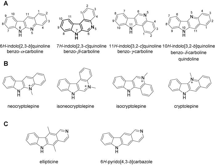 Figure 1 Parent indoloquinolines and related compounds.(A) Structure of indoloquinoline isomers with atom numbering; the tricyclic β-carboline structure is highlighted for indolo[2,3-c]quinoline. (B) N5-methyl-indoloquinolines in their ionic form with their trivial names. (C) Structure of ellipticine and the pyrido[4,3-b]carbazole ring system.