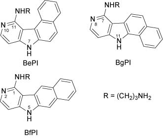 Figure 12 Structure of benzopyridoindoles with aminoalkylamino side chains.