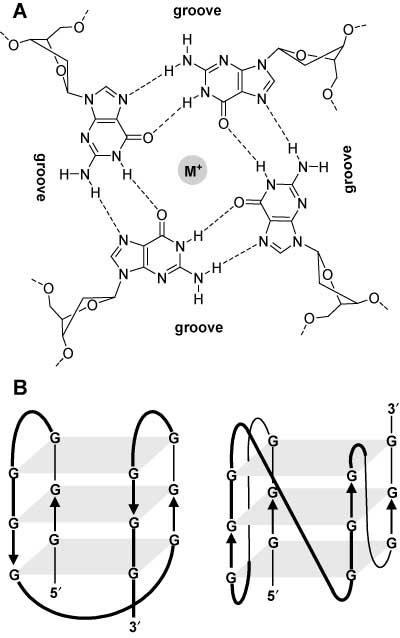 Figure 14 Structure of G-quadruplexes.(A) Guanine tetrad with cyclic hydrogen bonds and a centrally positioned metal ion; the four grooves are indicated for all-anti glycosidic torsion angles. (B) Possible topologies for an antiparallel (left) and parallel monomolecular quadruplex (right); the strand polarity is shown by arrows.