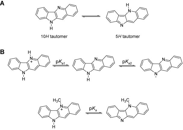 Figure 2 Tautomerization and protonation of indoloquinolines.(A) 10H and 5H tautomers of indolo[3,2-b]quinoline. (B) Protonation equilibria of indolo[3,2-b]quinoline and N5-methyl-indolo[3,2-b]quinoline.