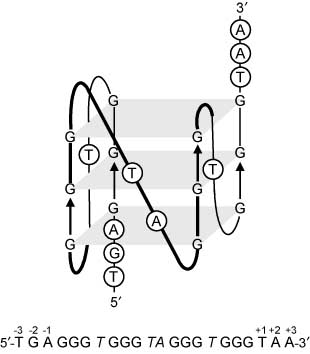 Figure 20 Quadruplex-forming Pu22 sequence and schematic representation of its folding into a parallel quadruplex with 5′- and 3′-flanking sequences and loop nucleotides.