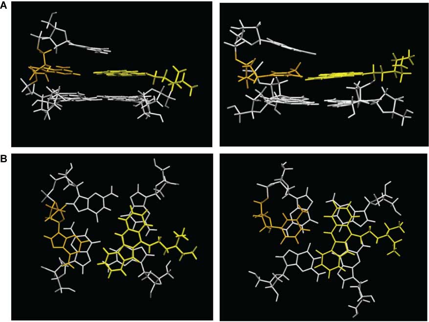 Figure 21 Structure of c-myc G-quadruplex with bound 13f ligands.Indoloquinoline 13f stacked on the outer 5′-terminal (left) and 3′-terminal G-quartet (right) of Pu22 in a side view (A) and a top view (B); the ligand is shown in yellow and A(-1) and T(+1) nucleotides are drawn in orange. The side chain of 13f points into one of the quadruplex grooves.