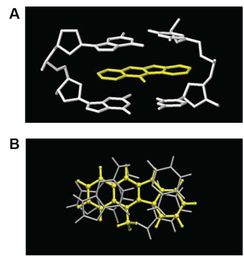 Figure 4 A d(CC)×d(GG) base pair step with intercalated cryptolepine (in yellow); (A) view from the major groove and (B) down the helix axis; the sugar-phosphate backbone has been omitted in (B) for clarity; PDB entry: 1K9G.